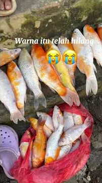 Hewan pun tuang perna membuat kita tersenyum akan terasah sedih di saat meninggalkan kita #koimati