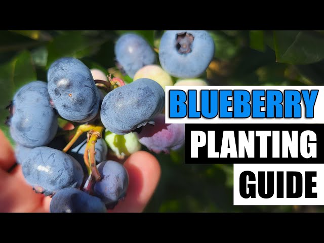Planting Guide For Blueberries class=