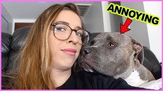 Annoying Things Dogs Do