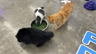 Furball Farm Cat Sanctuary is live!