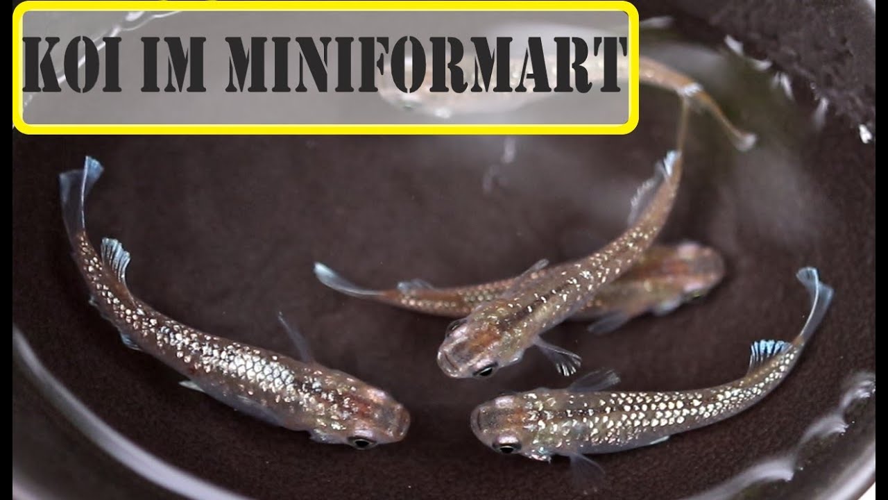 Neue Medaka ziehen ein