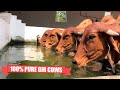 GIR COWS FROM JOGMAYA GIR FARM 100% pure gir cows