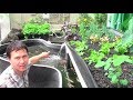 What is Aquaponics? How it Works & Why an Aquaponic Setup Can Fail