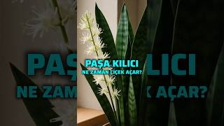 Paşa Kılıcı Ne Zaman Çiçek Açar?. Şakılıcı Imı