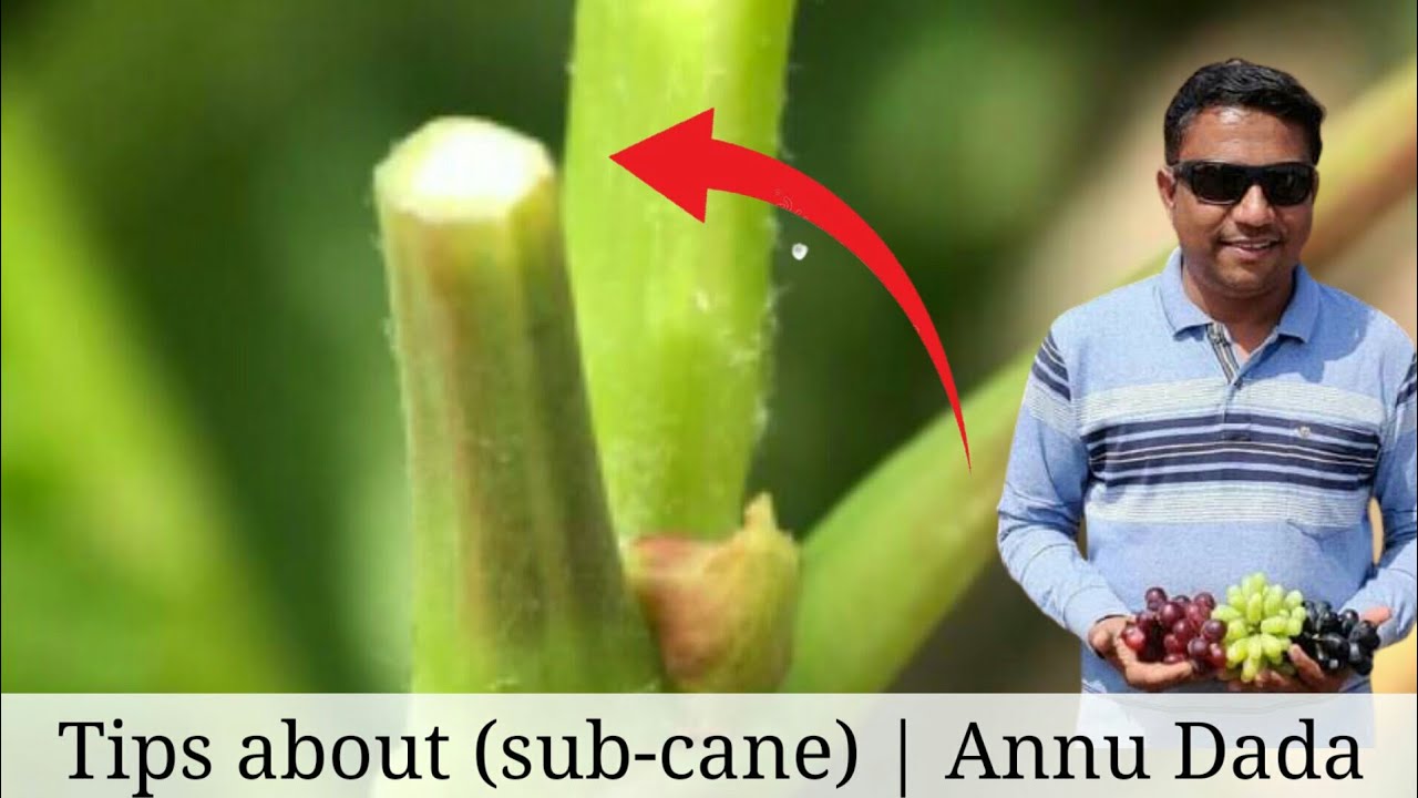 Tips about (sub cane) Annu dada | सपकैन बद्दल माहिती | grapes farming