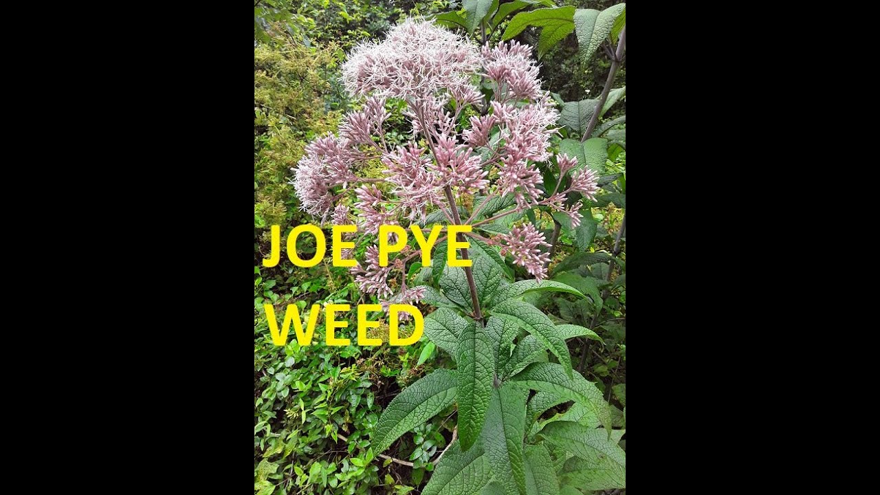 Joe Pye Weed ( Eutrochium maculatum ) 