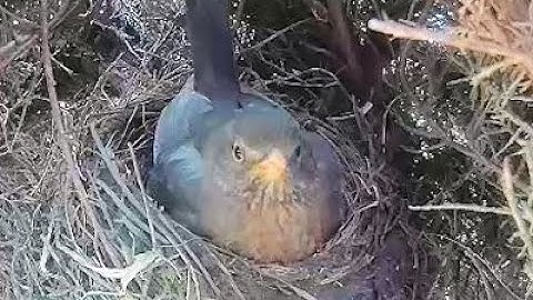 Blackbird nest -  Day 2 - Part 2