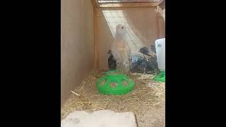 Easter egger chicks 1 month old #summer #chickens #home Net Worth