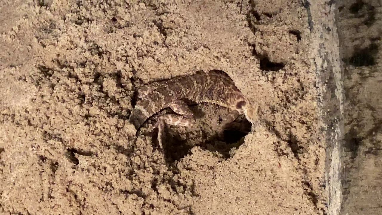 🙂BUILD A BURROW!! Bearded Dragon KICKING UP the SAND & HidinG in the