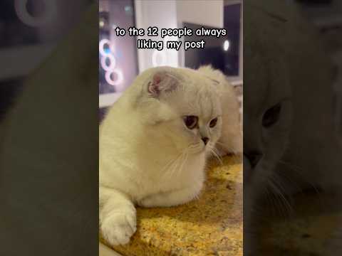 Thank You For Watching Kikicutekitty Thankyou Like Viewers Subscribe Relatable Scottishfold