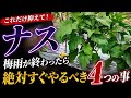 【ナス】梅雨明け後にコレやらないと収穫が止まります!今すぐやるべき大切な4つの事についてお話しします