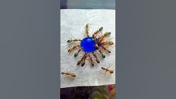 ان الله على كل شيء قدير♥️📖#تلاوة_خاشعة#معاذ_صيام#quran#قرآن