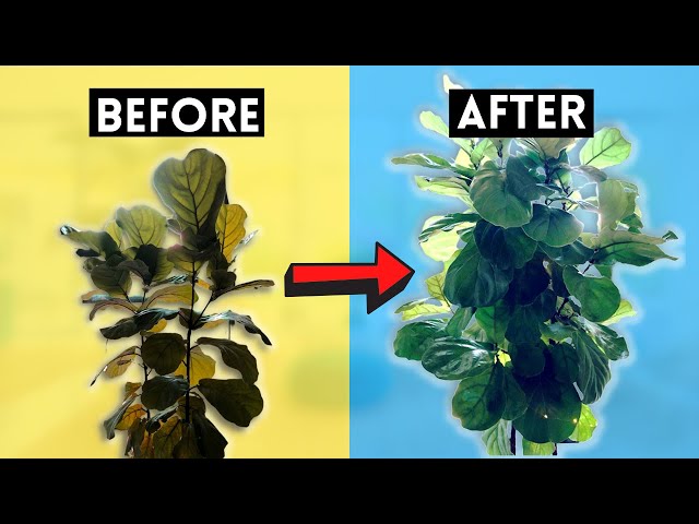 Notching a Fiddle Leaf Fig: The COMPLETE GUIDE to Encourage New Branches! -  YouTube