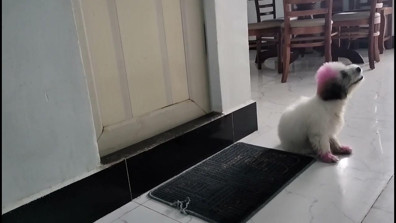 Today, the puppy guards the bathroom door YouTube