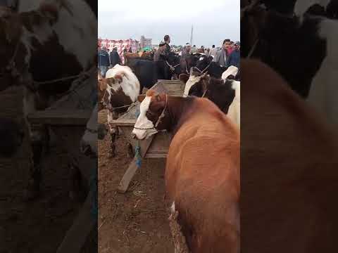 من سوق العصافرة العمومي الدولي