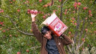 The Real Taste of Organic Apple - Jumla,Karnali,🇳🇵 screenshot 2