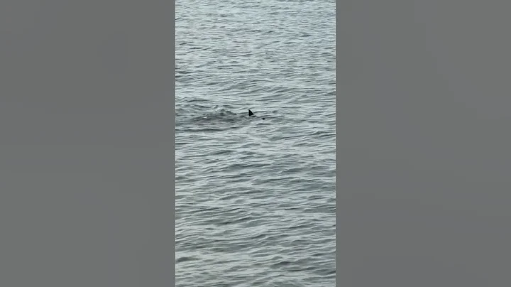 Sharks 50 feet out Staten Island Preston Beach