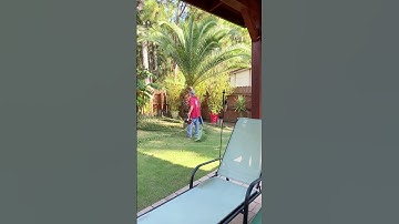 HOW TO TRIM A DATE PALM TREE #SHORTS