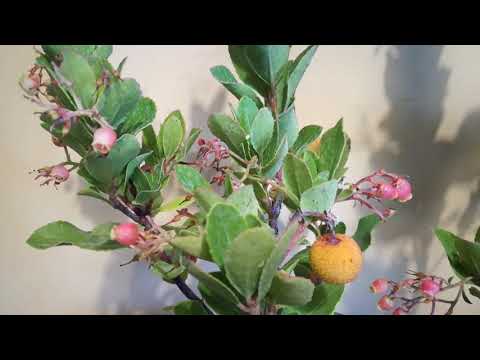 Видео: Ядиви ли се плодовете на ягодовото дърво?