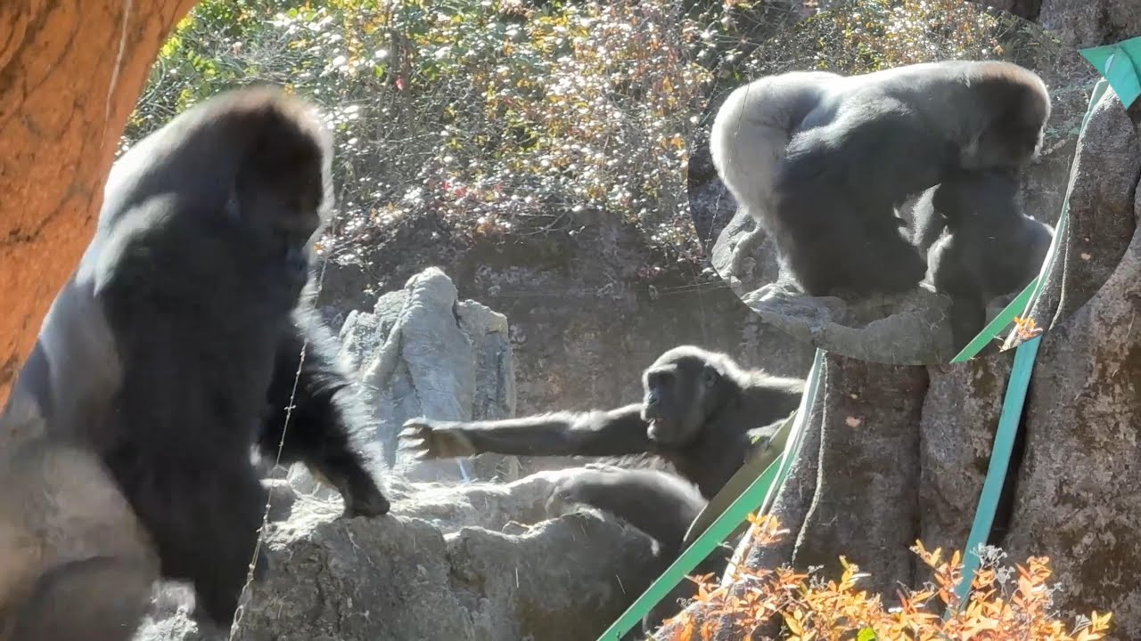 gorilla モモコを噛む！興奮のハオコ！ママを助けるスモモ【2026年‎1月23日】【上野動物園】ゴリラ💗
