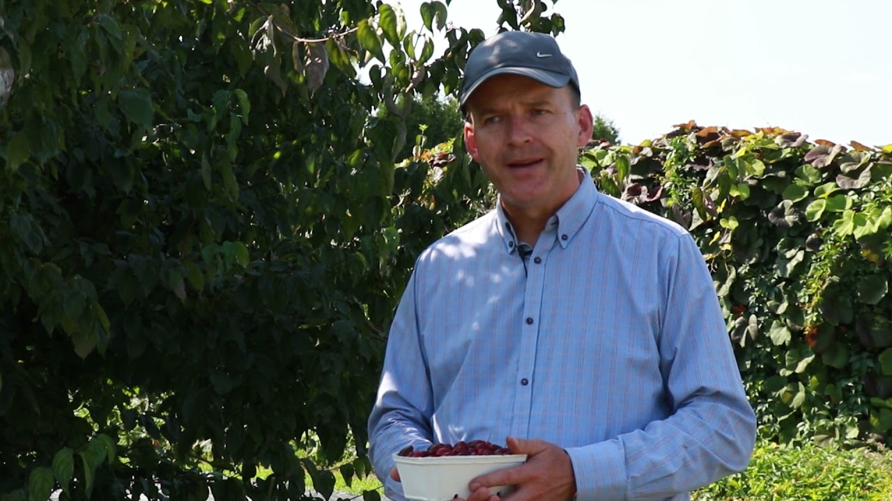 Dereń jadalny w kolekcji IO PIB w Dąbrowicach