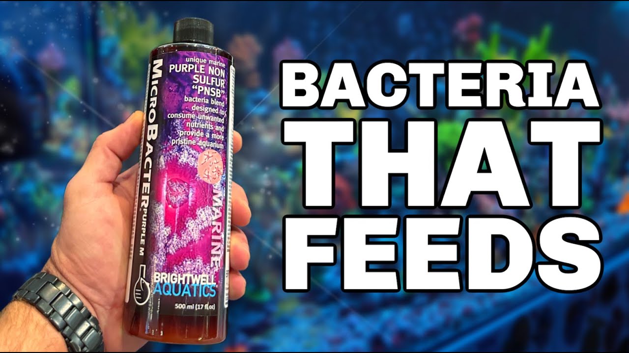 MicroBacter Purple M (250 ML - 8 oz) - Brightwell