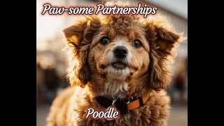 #4k  Poodle Owner Traits