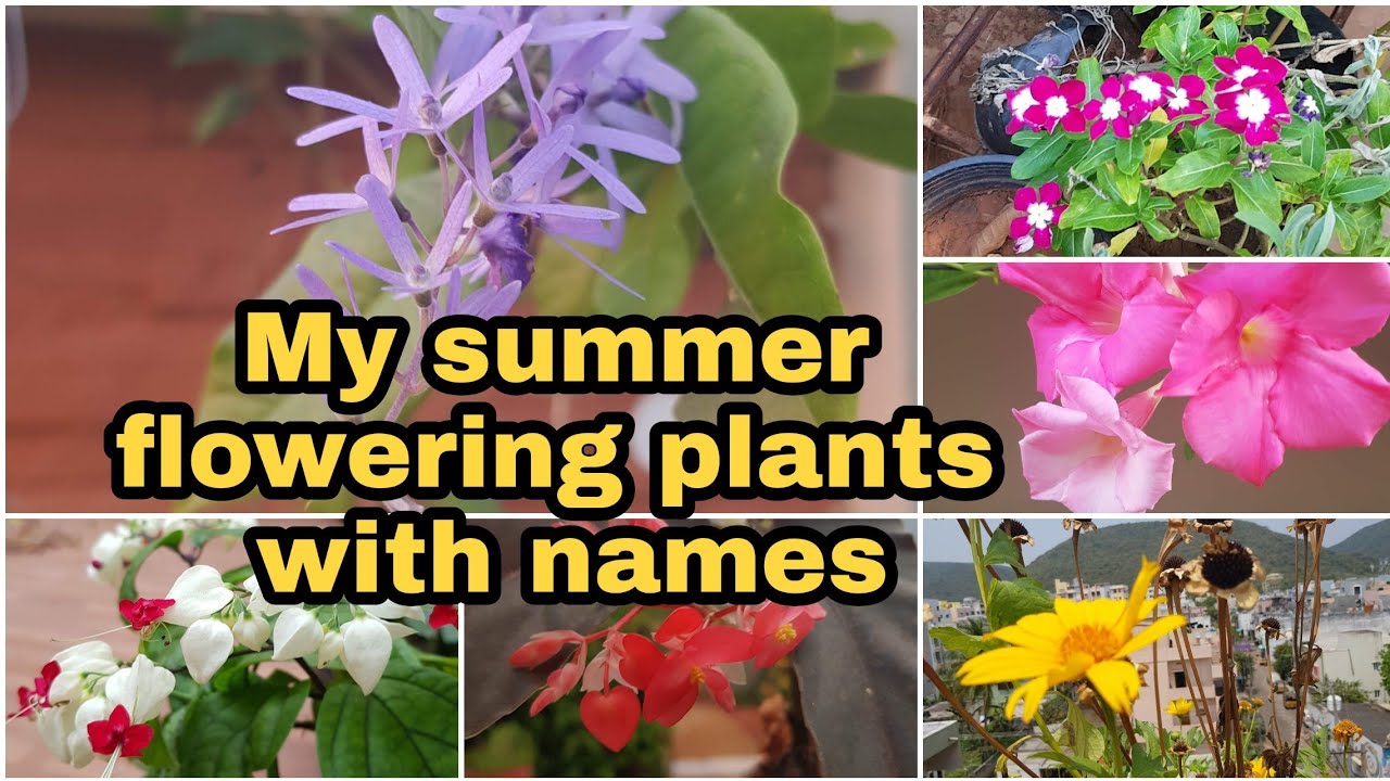 Summer flowering plants with names/à°¨ా దగ్à°—à°° ఉన్à°¨ à°µేసవి à°ªుà°µ్à°µుà°²ు #