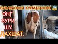 МАНА  СИГИРНИ  ДОДАСИ  ДАХШАТКУ  БУ  938038080