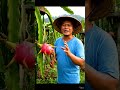 Panen buah Naga #shorts #pertanian #buahnagamerah