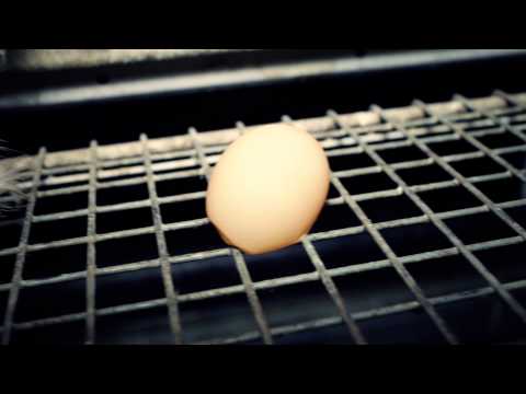 Organic Egg Farms Exposed | New Undercover Investigation