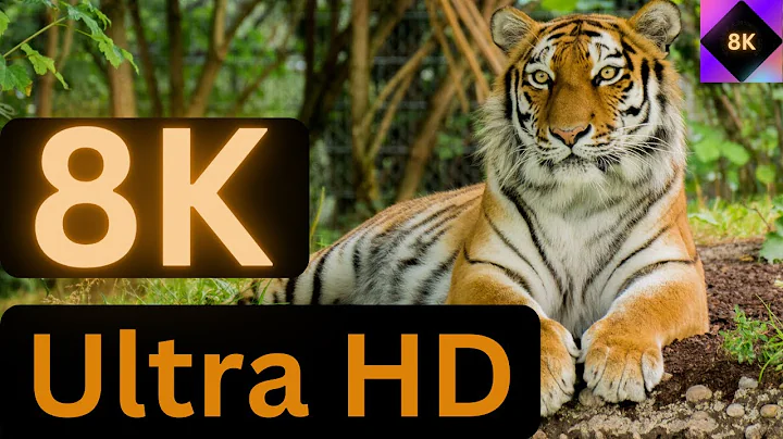 Unique Tigers Collection 8K HDR 60FPS ULTRA HD Quality