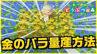 【あつ森】初心者必見！金のバラと青いバラを咲かせるための交配を全部教えます！【あつまれどうぶつの森】