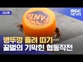 [이슈톡] 병뚜껑 돌려 따기…꿀벌의 기막힌 협동작전 (2021.05.27/뉴스투데이/MBC)