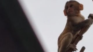 #monkeybaby #motherslove #foryou #trendingshorts #viral