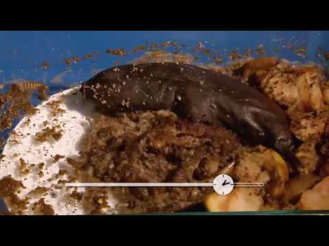 Vidéo: Une Promenade Du Côté Sauvage: Des Bactéries Intestinales Nourries Aux Larves élevées En Masse De Mouches Des Fruits Du Queensland [Bactrocera Tryoni (Froggatt)] Influencen