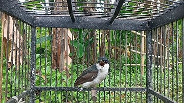 Jingjing batu gacor suara jernih