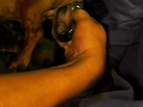 Where Do Puppies Come From Birth Of Piper Youtube