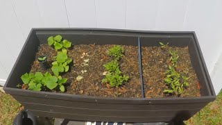 Inflation Garden 2024 Week 5