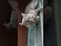 #cat #catee #cuteanimal #cuteanimal