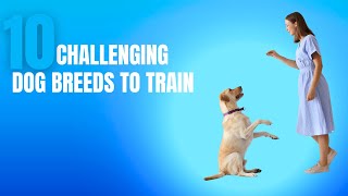 10 Most Challenging Dog Breeds To Train