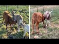 Cow Feeds Milk From Adopted Goat Mother