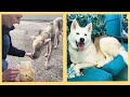 La Increíble Transformación de un Husky Rescatado