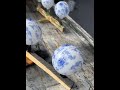 Romantic Christmas, Eastern Elegance — Water Transfer Printed Blue and White Porcelain, Adding a