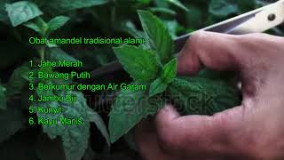 Obat Amandel Dari De Nature Herbal Asli