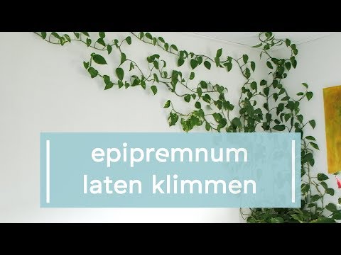 Video: Hoe U De Juiste Planten Kiest Voor Uw Hangende Manden