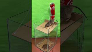 Good Creative Ideas On How To Trap Mice At Home // Mouse Trap 2 #Rattrap #Rat #Mousetrap #Shorts