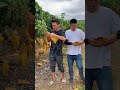 Wonderful picking Mengo 🥭🥭 #fruit #satisfying #agriculture #landscape