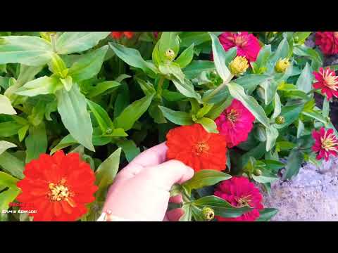 Video: İç Mekan Zinnia Bakımı – İçinde Saksı Zinnia Çiçekleri Nasıl Yetiştirilir