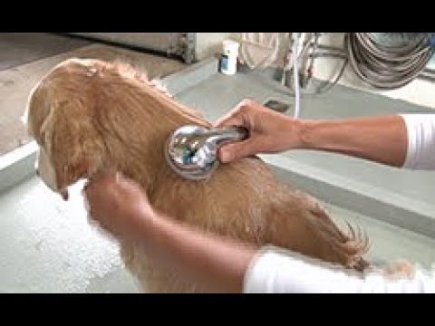 Video: Sådan Vasker Du Din Hund